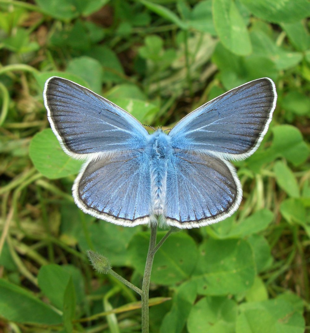 Бабочка голубянка Лесная