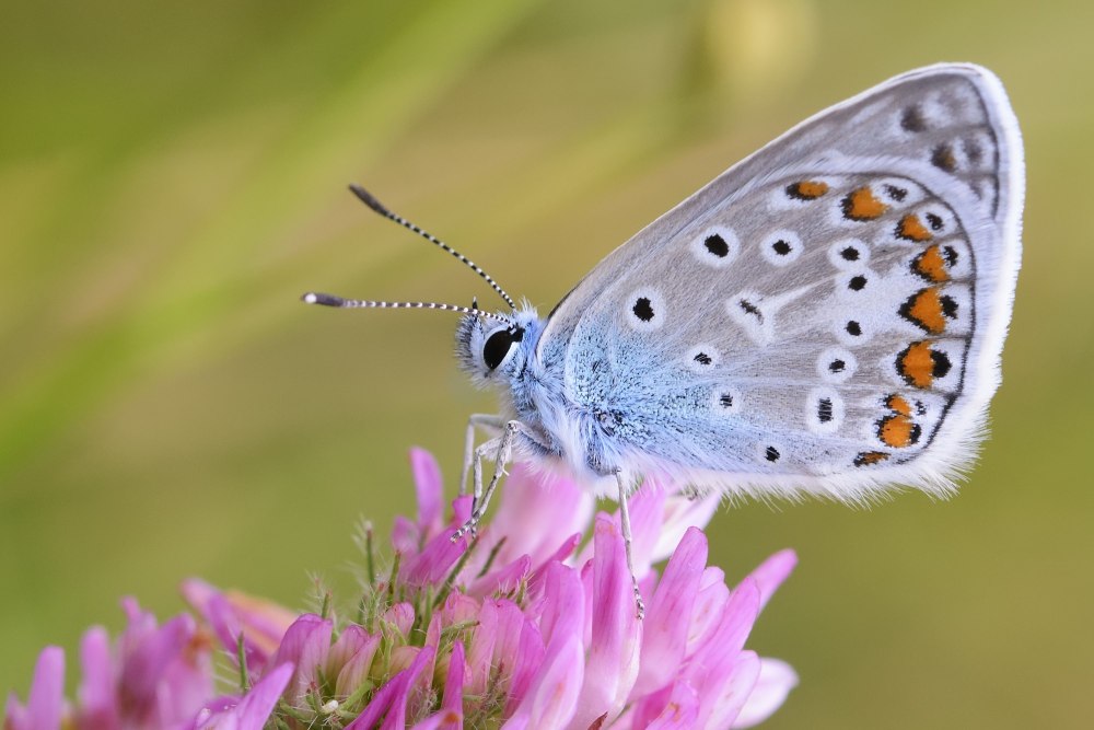 Голубянка бобовая бабочка