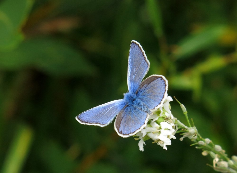 Голубянка Киана