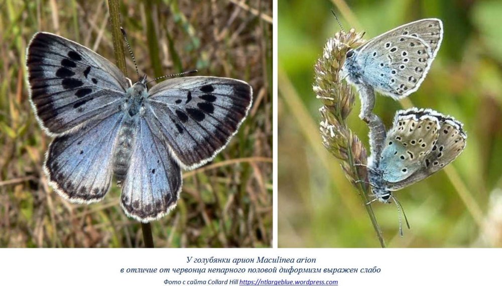 Голубянка Арион Phengaris Arion