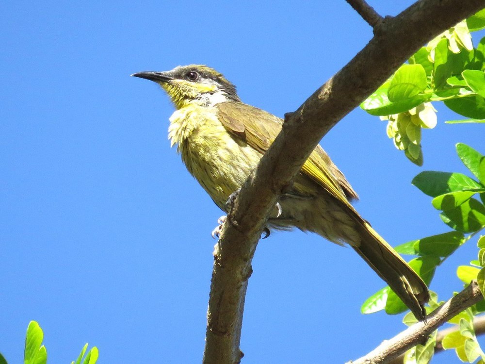 Lichenostomus leucotis