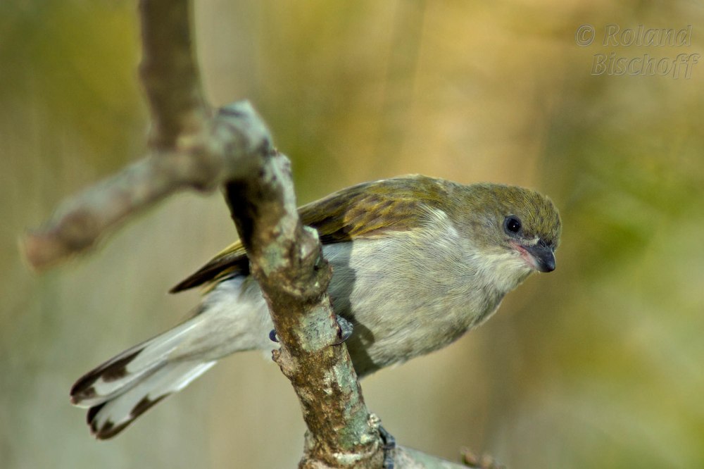 Honeyguide Bird