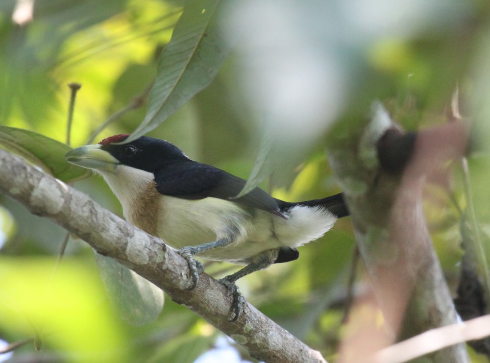Synthliboramphus hypoleucus
