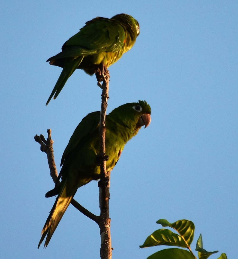 Aratinga chloroptera)