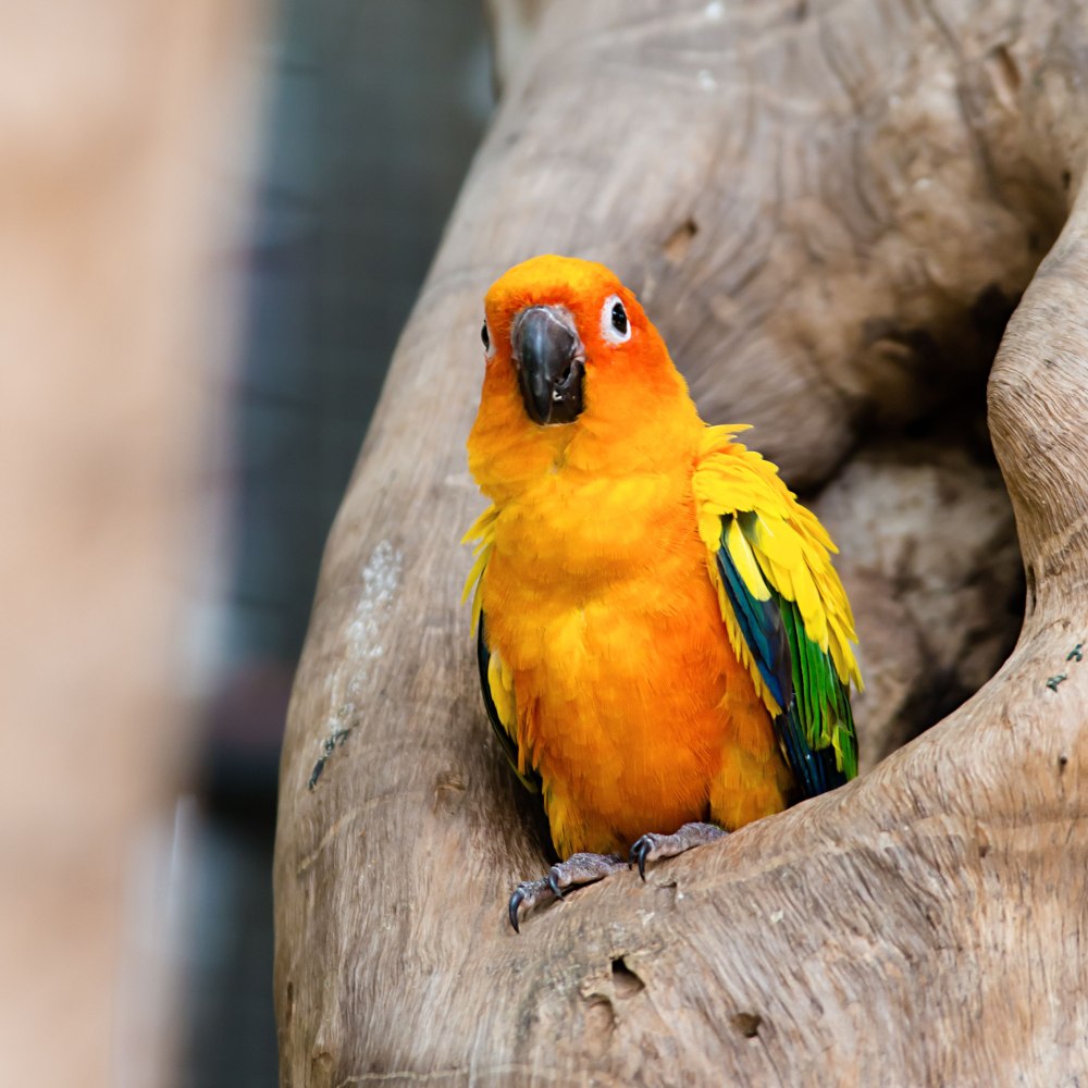 Sun Conure