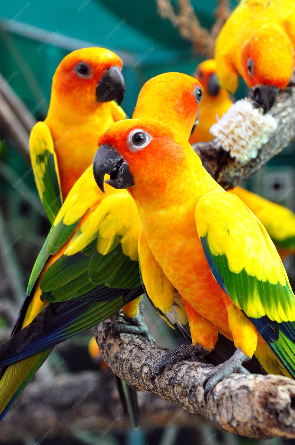Sun Conure попугай