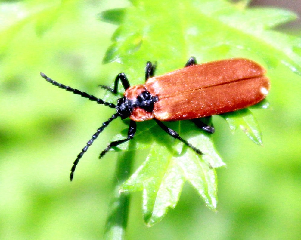 Lygistopterus sanguineus