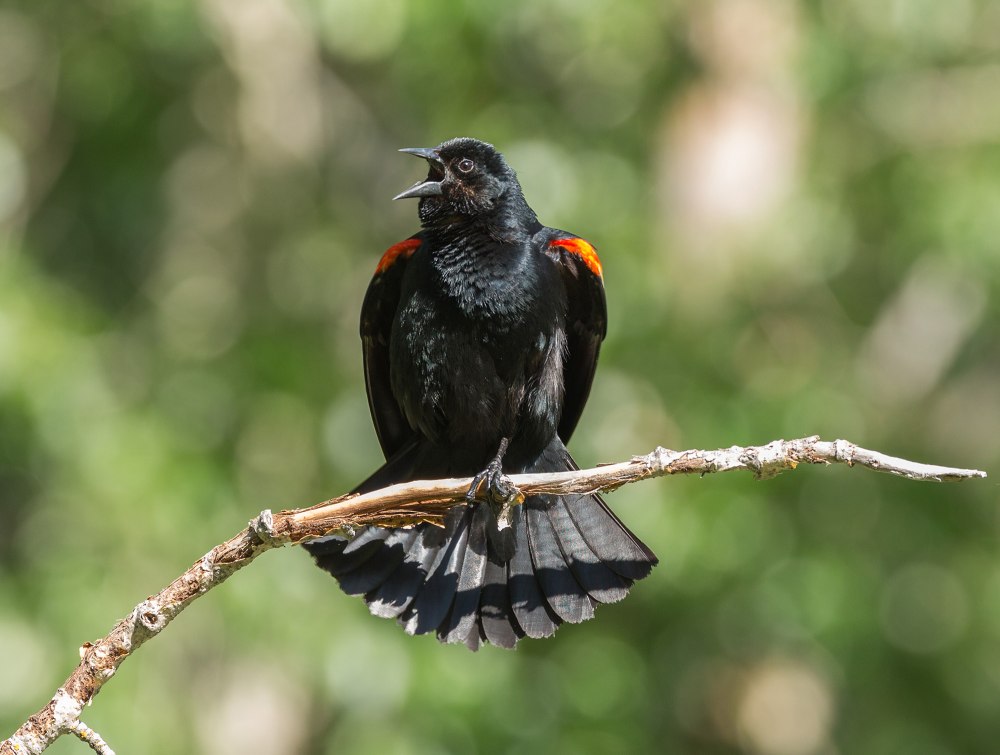 Agelaius phoeniceus