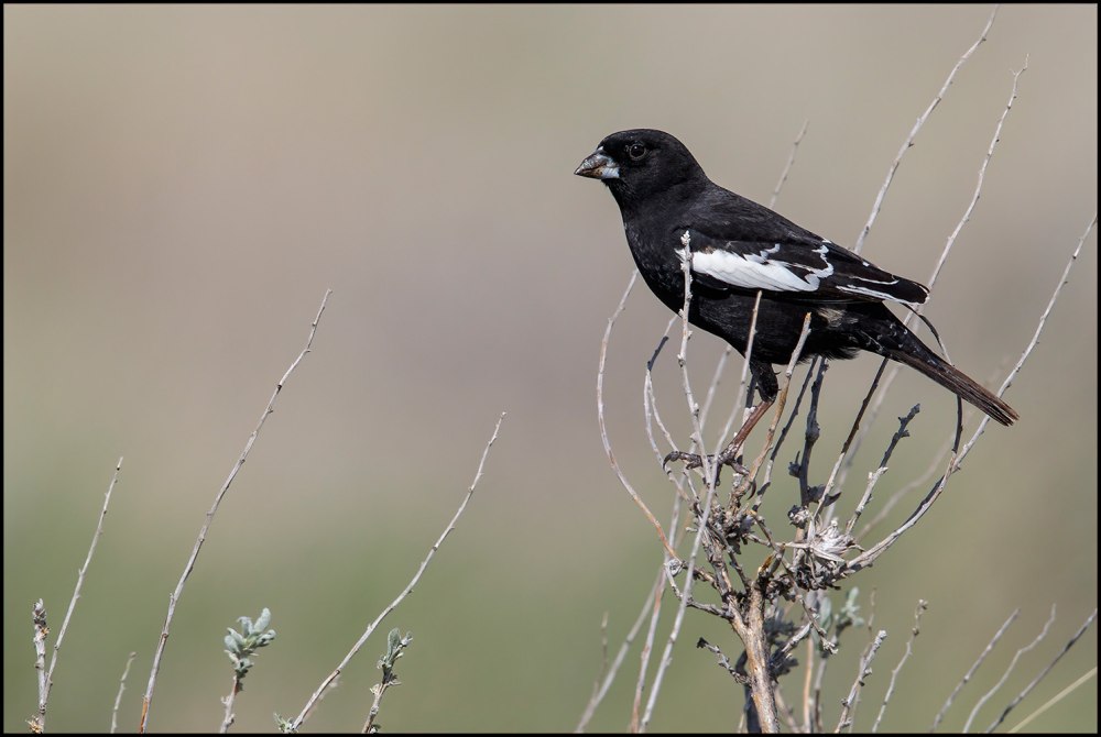 Lark Bunting