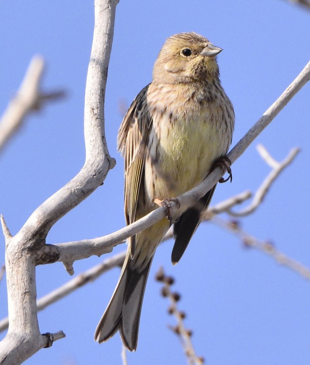 Citrinella птица