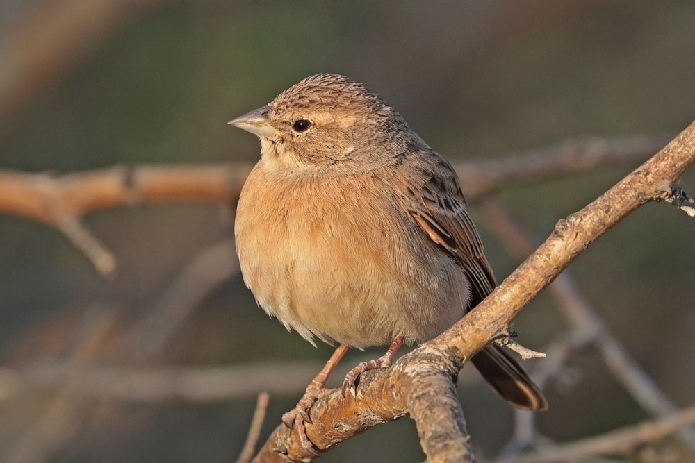 Lark Bunting