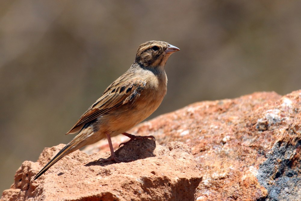Emberizidae
