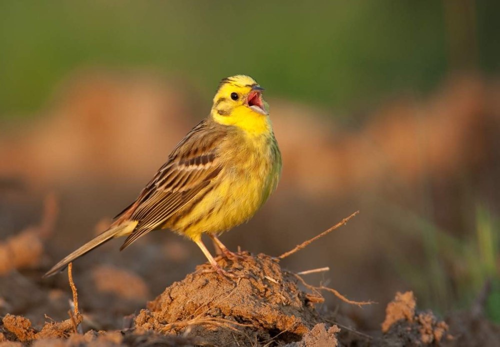 Emberiza citrinella