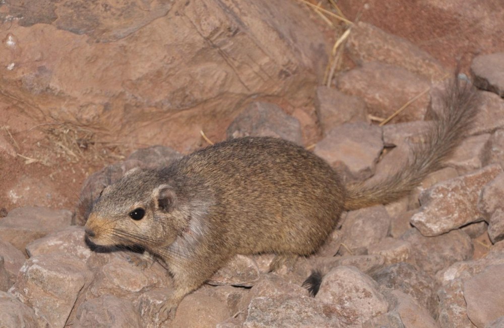 Petromus typicus
