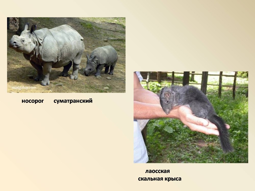 Крыса носорог