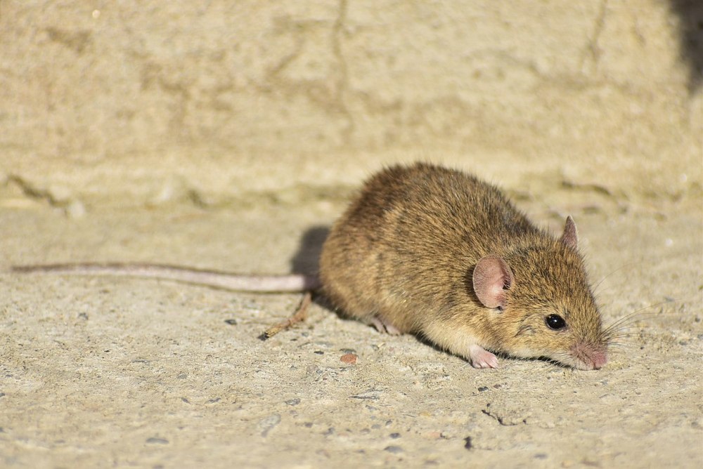 Мышь домовая mus musculus черепа