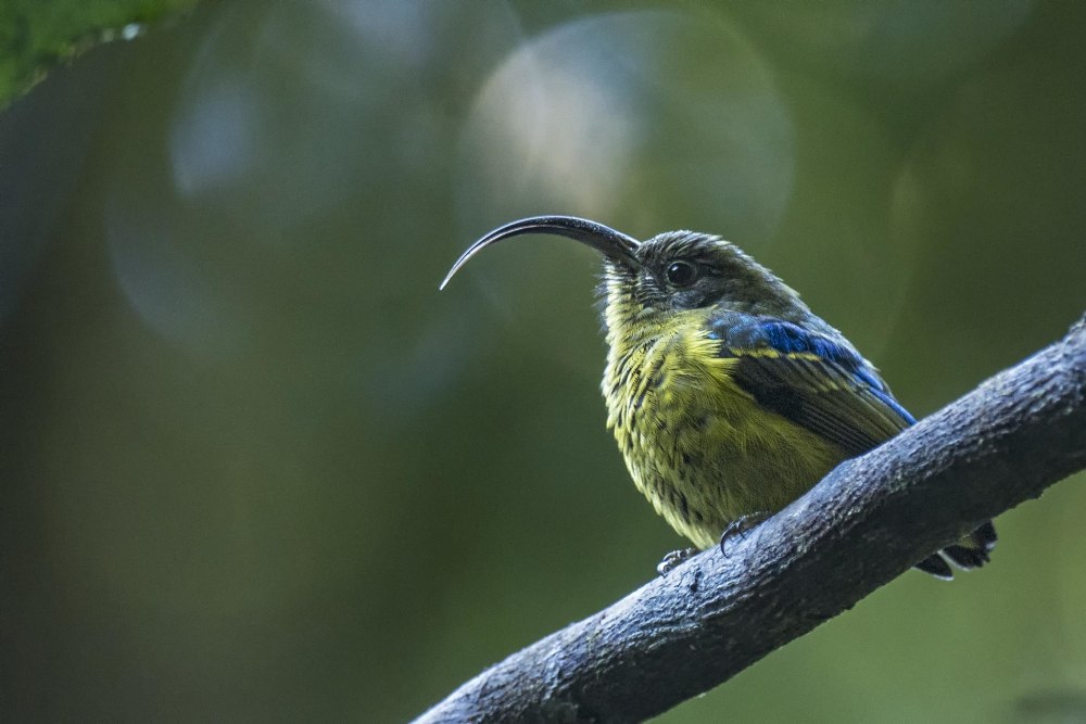 Melinopteryx Coruscans