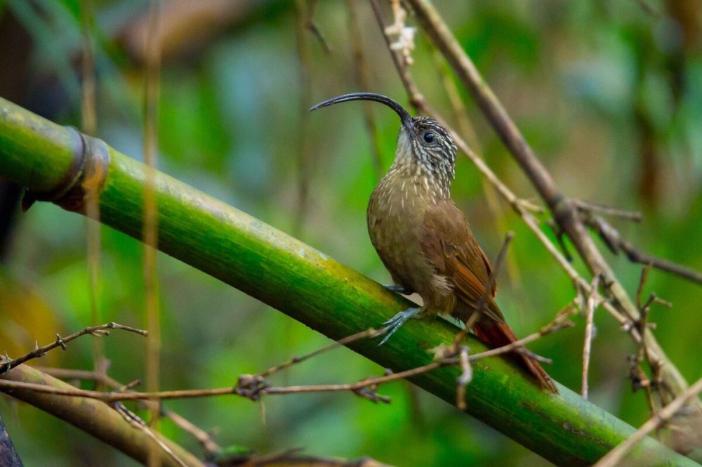 Campylorhamphus trochilirostris