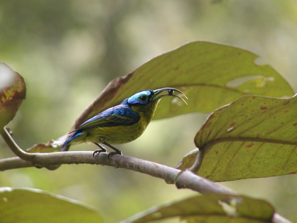 Neodrepanis Coruscans