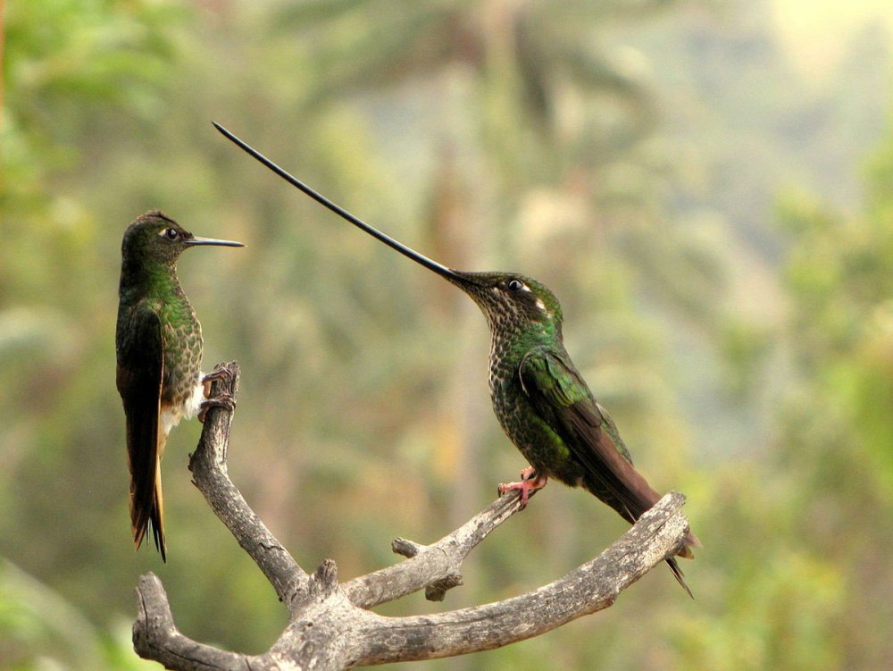 Ensifera Ensifera