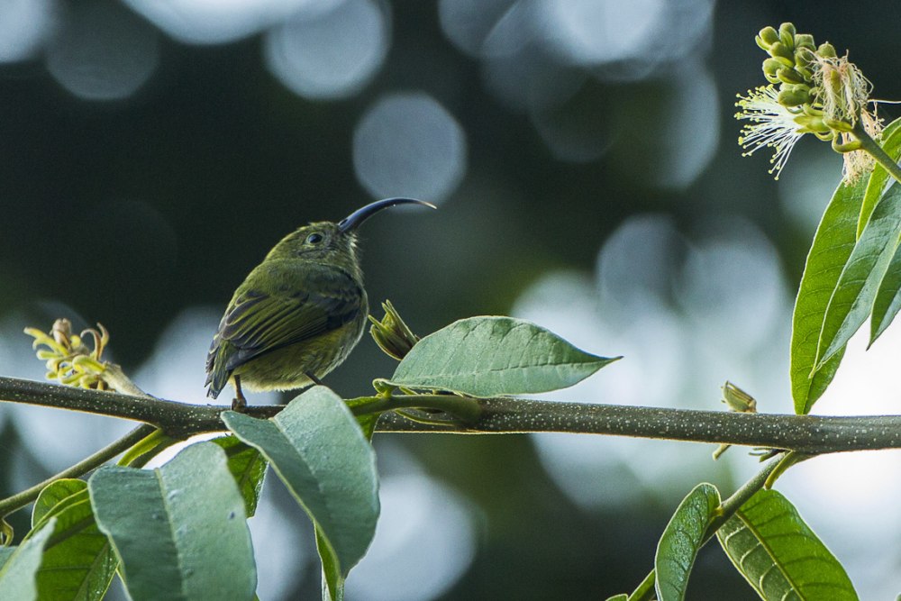 Neodrepanis Coruscans