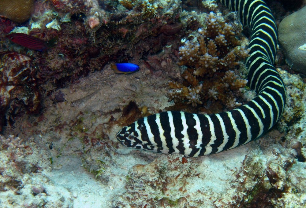 Gymnomuraena Zebra / мурена-Зебра