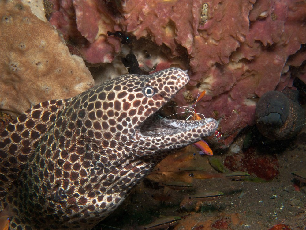 Gymnothorax favagineus