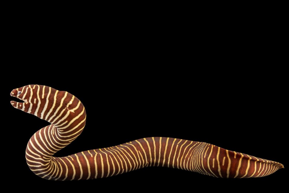 Гимномурена Зебра, m /Gymnomuraena Zebra