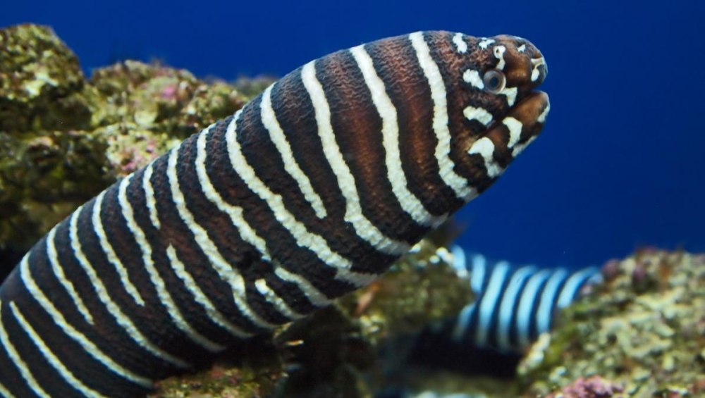 Gymnomuraena Zebra / мурена-Зебра