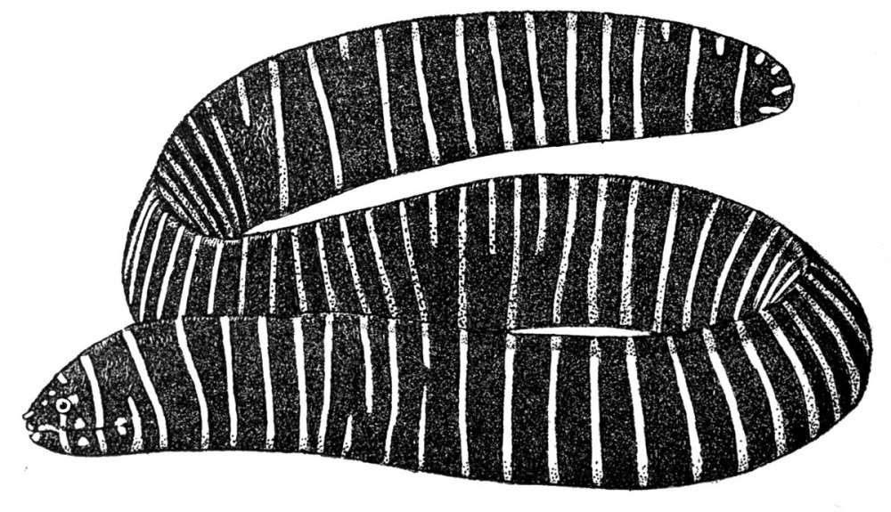 Гимномурена Зебра, m /Gymnomuraena Zebra