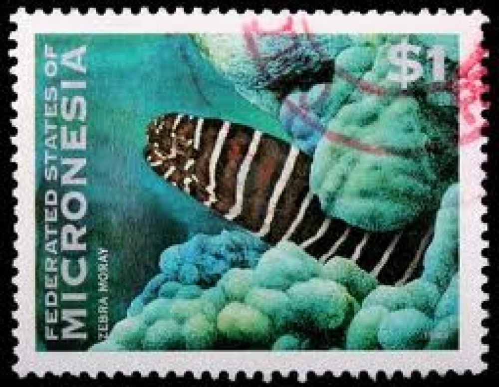 Fish 1993 the Remasters Edition
