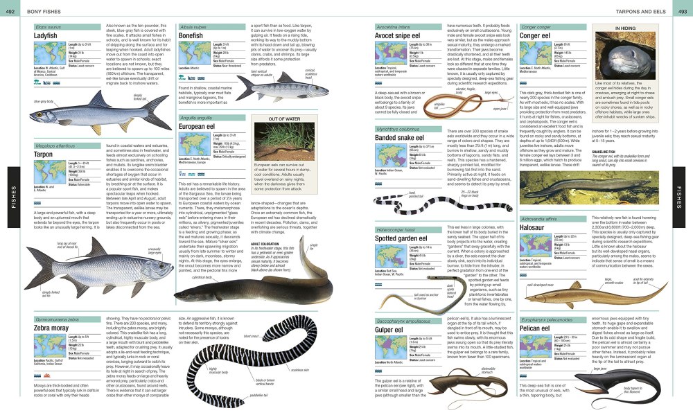 Ocean the Definitive Visual Guide