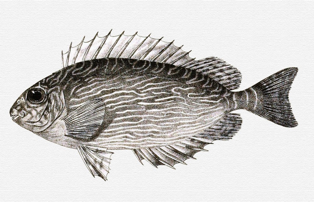 Muraenolepis Marmorata