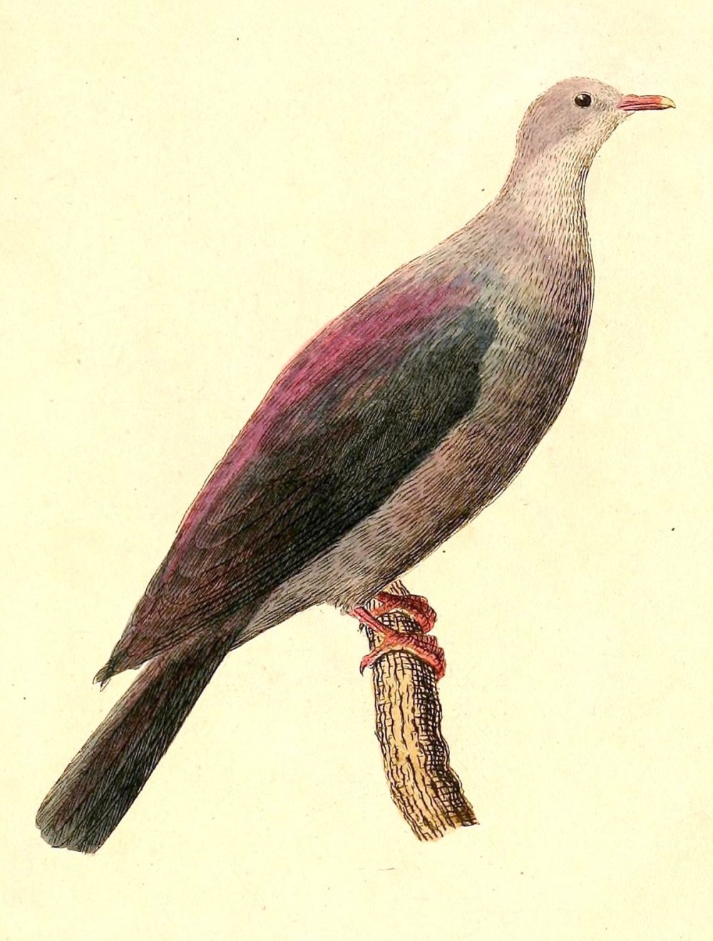 Белогорлый голубь Columba Vitiensis