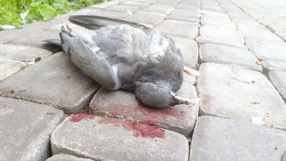 Голубь