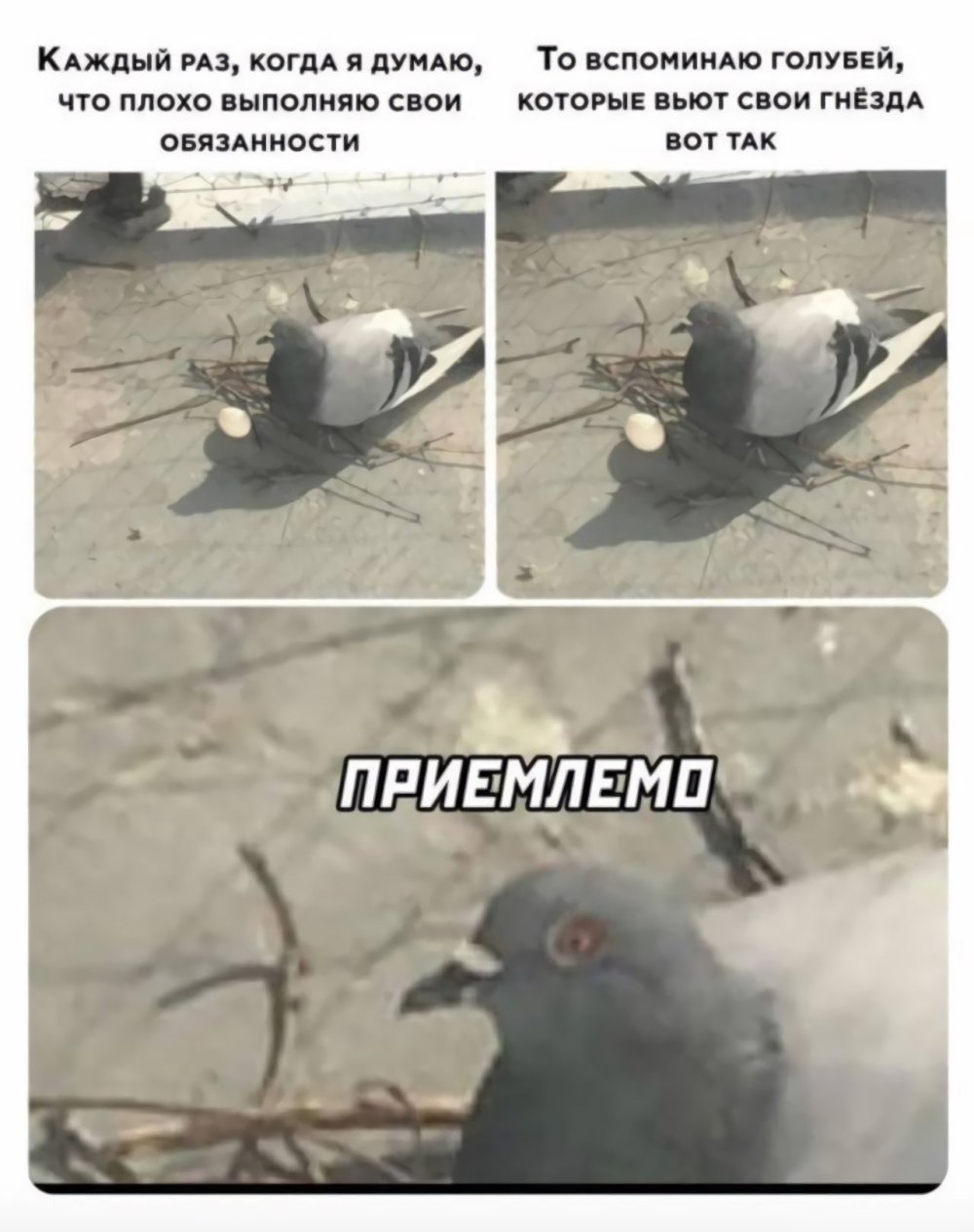 Голубь приемлемо
