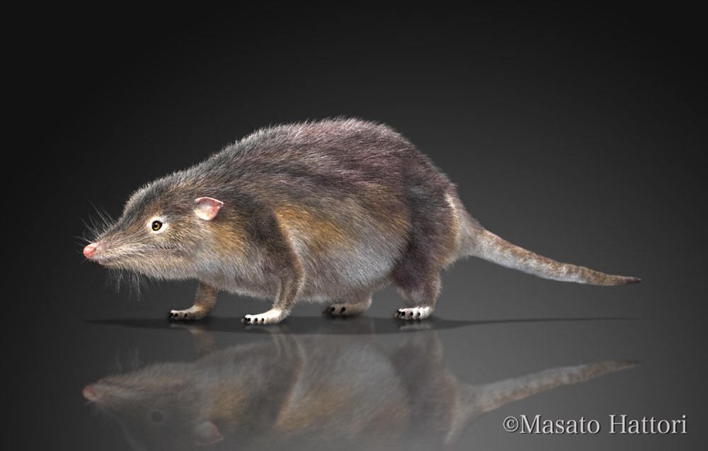 Juramaia sinensis