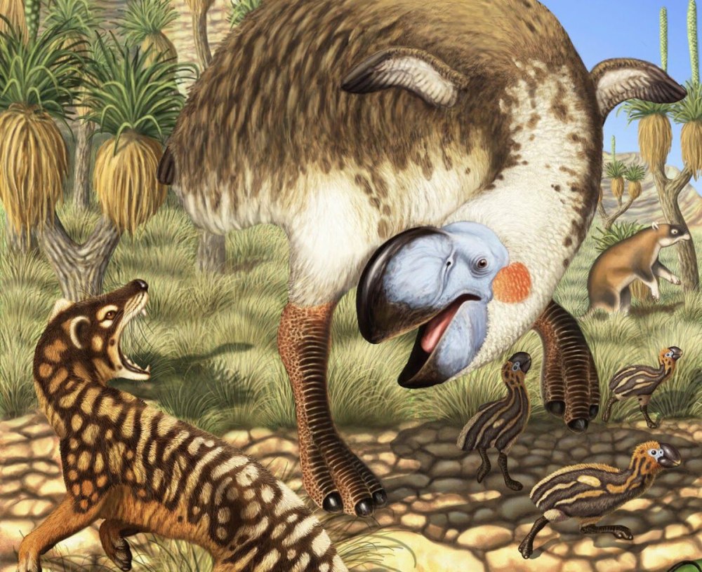 Dromornis stirtoni