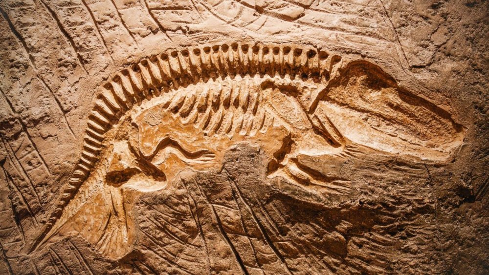 Fossil окаменелости