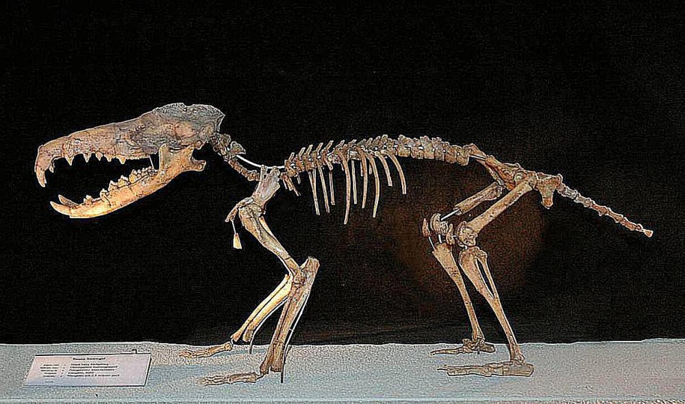 Deinogalerix koenigswaldi