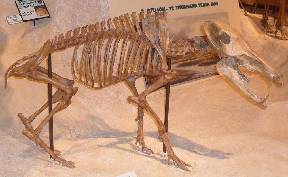 Platygonus compressus