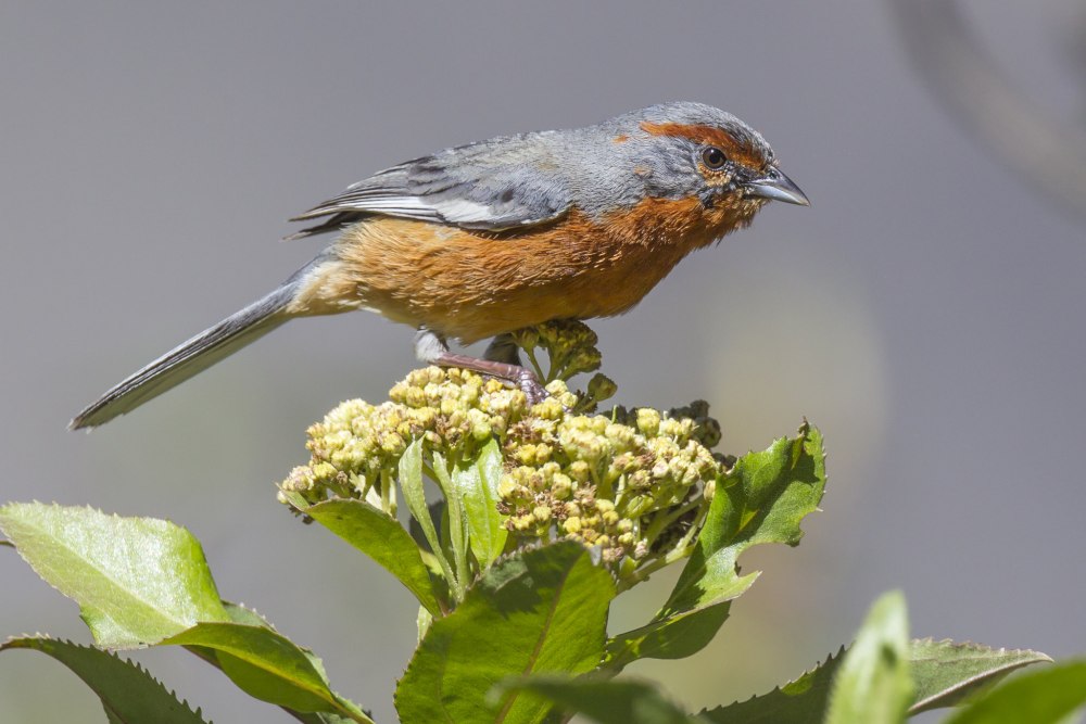 Black-and-Rufous warbling Finch