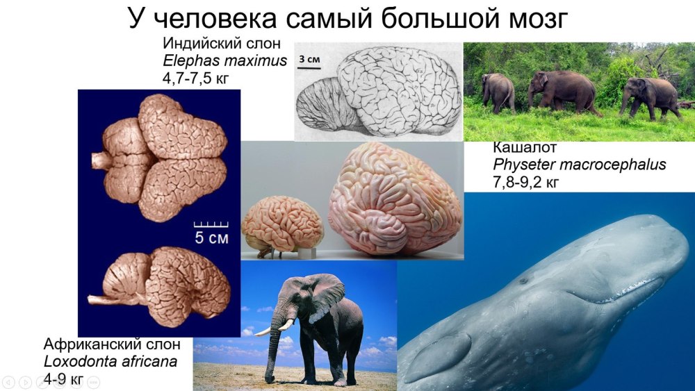 Самый большой мозг у человека