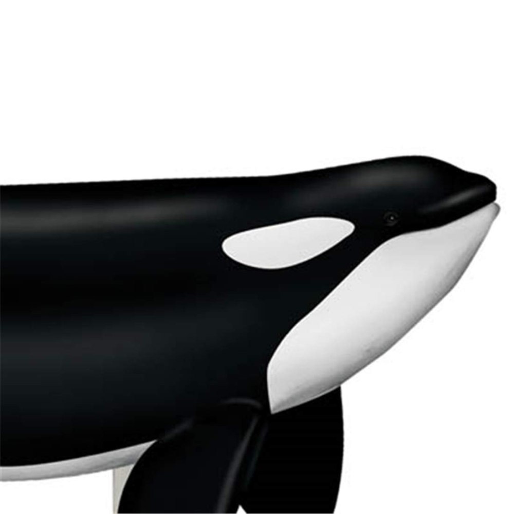 Orca Anatomy