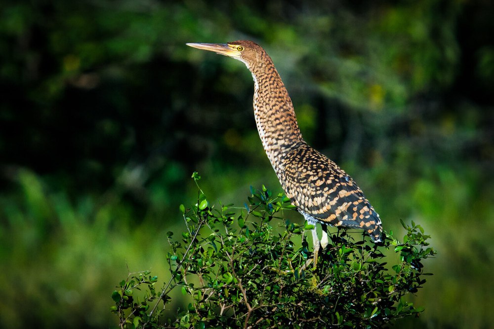 Zonerodius heliosylus