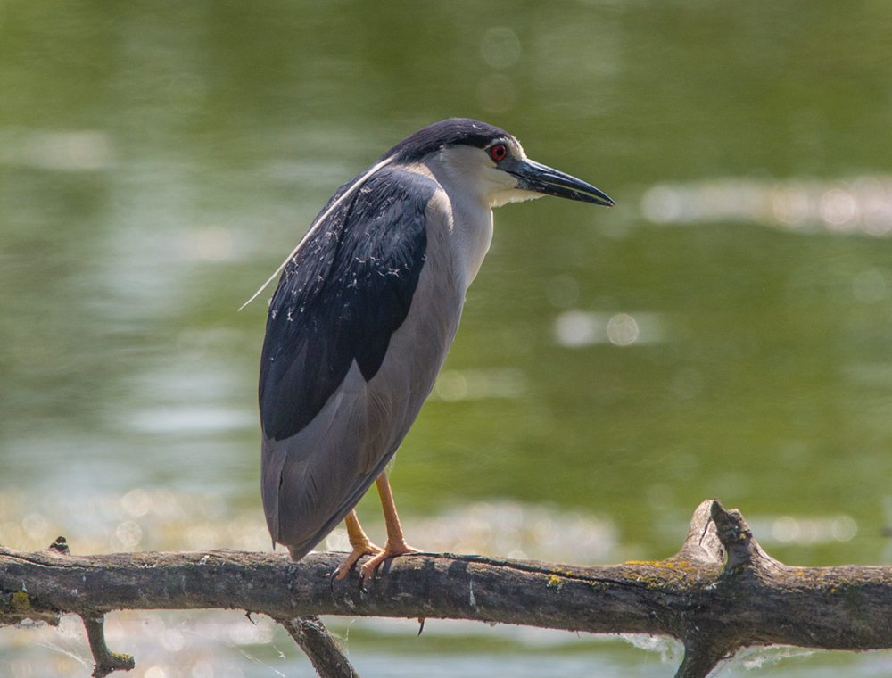 Кваква обыкновенная (nycticorax nycticorax)