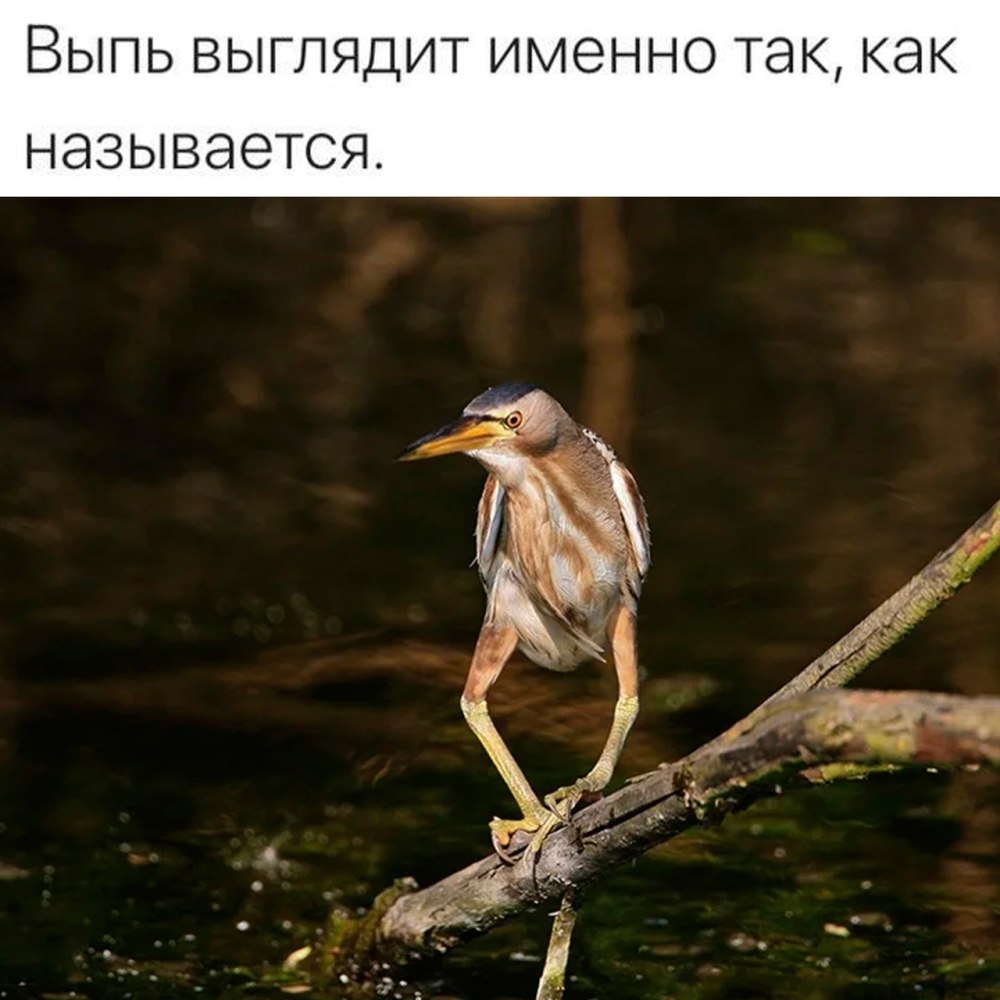 Выпь птица Мем