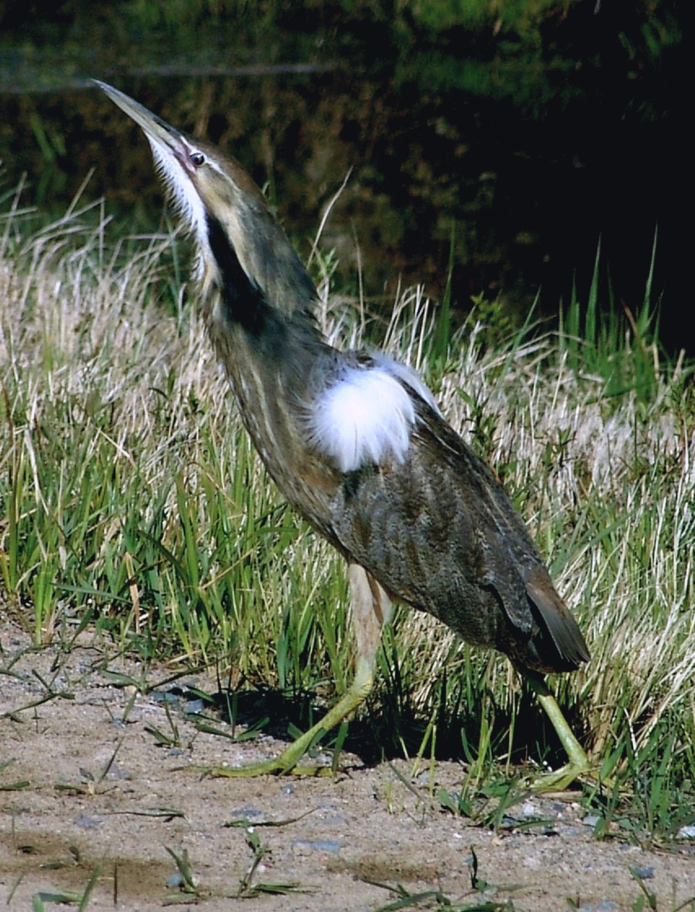 Выпь (Bittern)