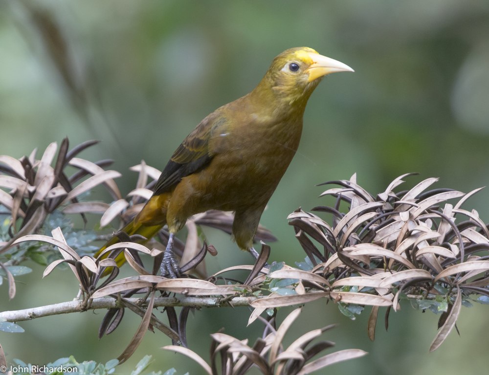Psarocolius viridis