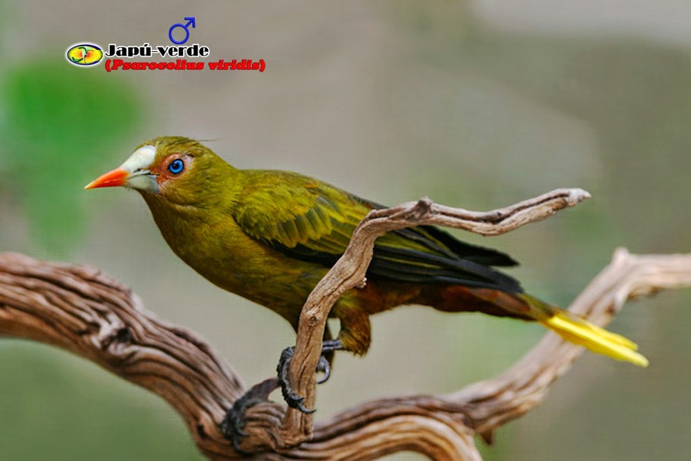 Psarocolius viridis